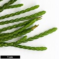 SpeciesSub: subsp. californica